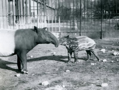 Young Malayan Tapir with Its Mother at London Zoo, 5th October 1921 by Frederick William Bond